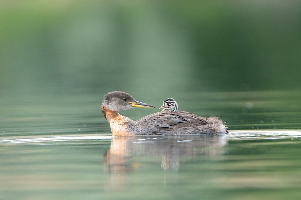Washington State A Red-necked Grebe chick rides atop parent during feeding on lake